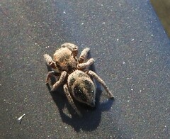 Habronattus klauseri