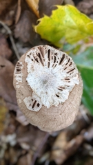 Macrolepiota mastoidea