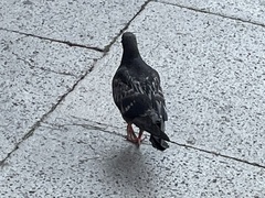Columba livia domestica