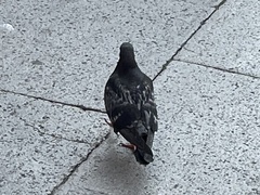 Columba livia domestica