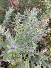 Lithospermum occidentale