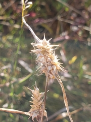Carex flava