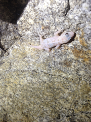 Phyllodactylus nocticolus