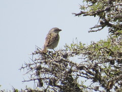 Passer rufocinctus