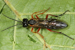 Tenthredo atra