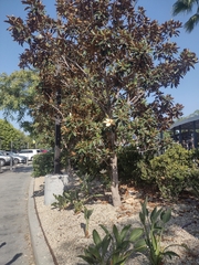Magnoliopsida