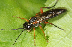 Tenthredo atra