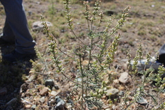 Astragalus looseri