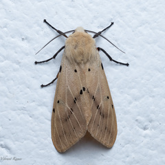 Spilosoma lutea
