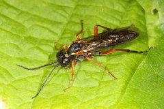 Tenthredo atra