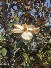 Magnoliopsida