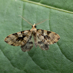 Lepidoptera