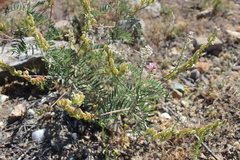 Astragalus looseri