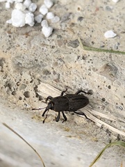 Sphenophorus parvulus