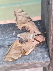 Protambulyx strigilis