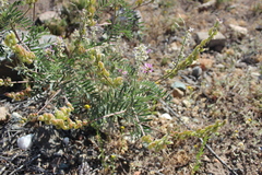 Astragalus looseri