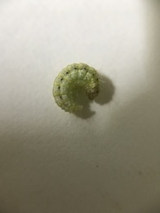 Evergestis forficalis