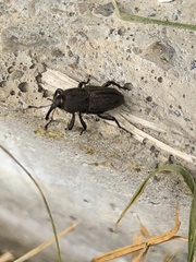 Sphenophorus parvulus