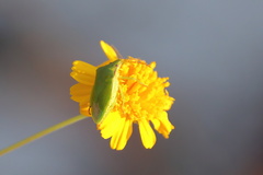 Taylorilygus apicalis