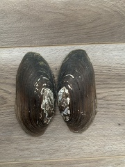 Utterbackiana implicata