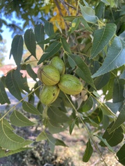 Carya illinoinensis
