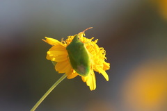 Taylorilygus apicalis