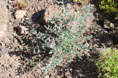 Astragalus looseri