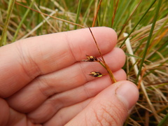 Carex rariflora
