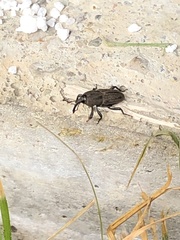 Sphenophorus parvulus