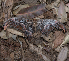 Attacus taprobanis