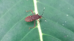 Leptoscelis quadrisignatus