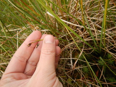 Carex rariflora
