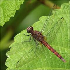 Erythemis mithroides