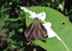 Borbo cinnara