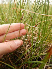 Carex rariflora
