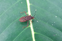 Leptoscelis quadrisignatus