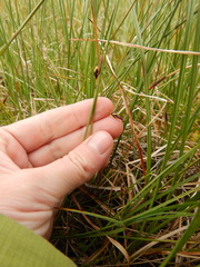 Carex rariflora