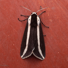 Rajendra perrottetii