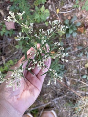 Eupatorium torreyanum
