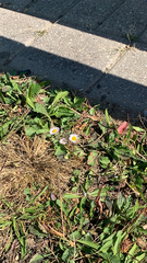 Erigeron quercifolius