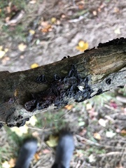 Exidia nigricans