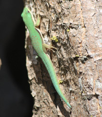 Phelsuma lineata