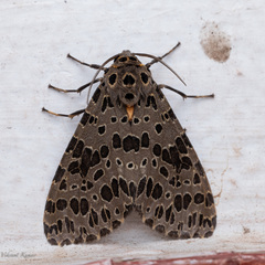 Olepa ricini