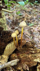 Mycena epipterygia