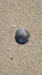 Argopecten irradians