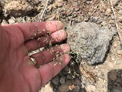 Euphorbia gracillima