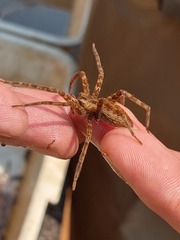 Nilus