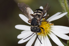 Triepeolus