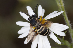 Triepeolus