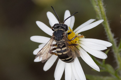Triepeolus